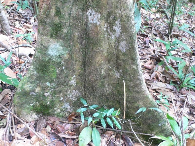 Pouteria