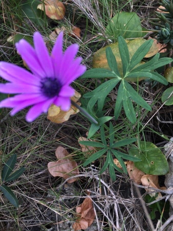 Anemone dei giardini 16