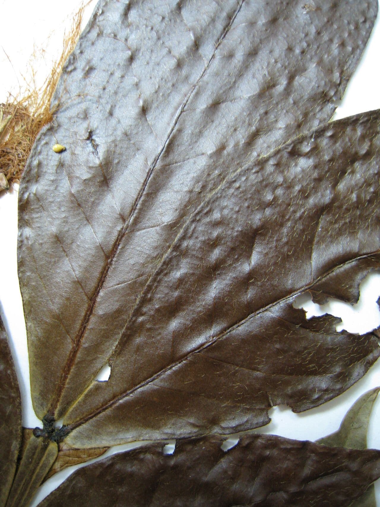 Inga pelosa 3