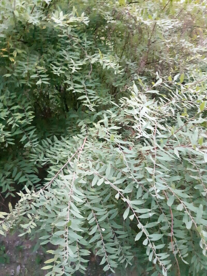 Spirea cinerea 2