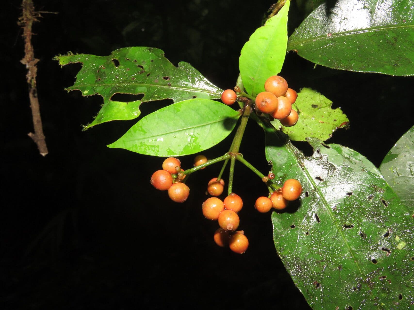 Ixora nicaraguense
