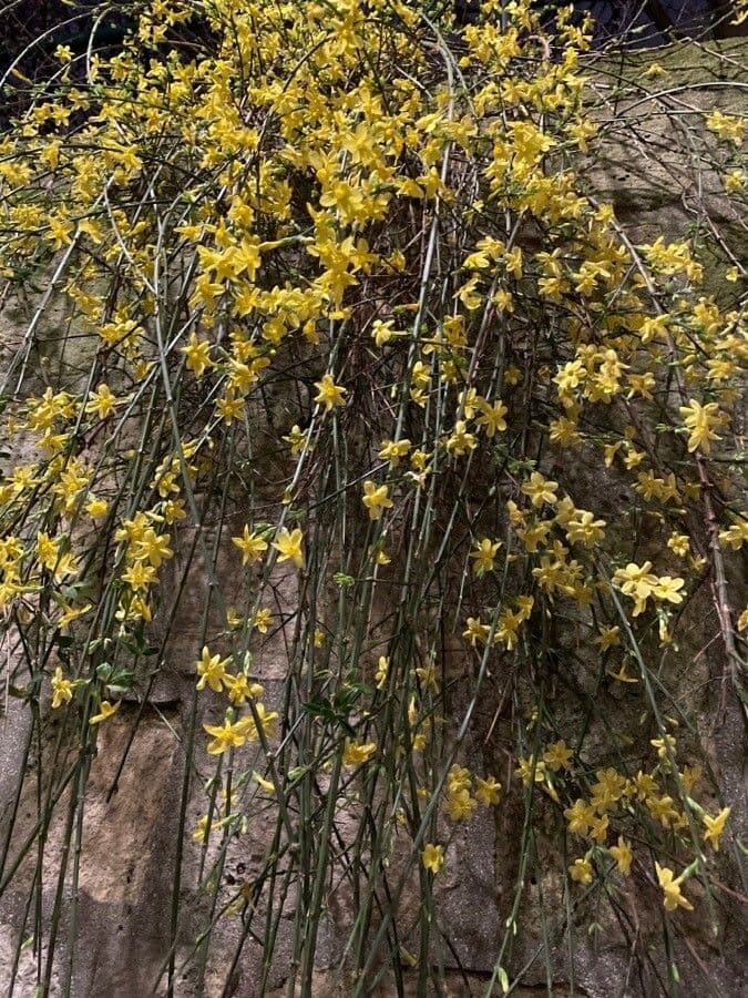 Winter-Jasmin 13