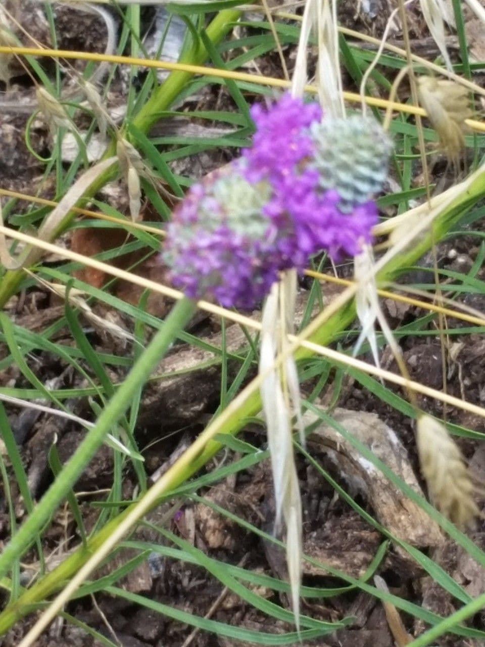 Dalea compacta 3