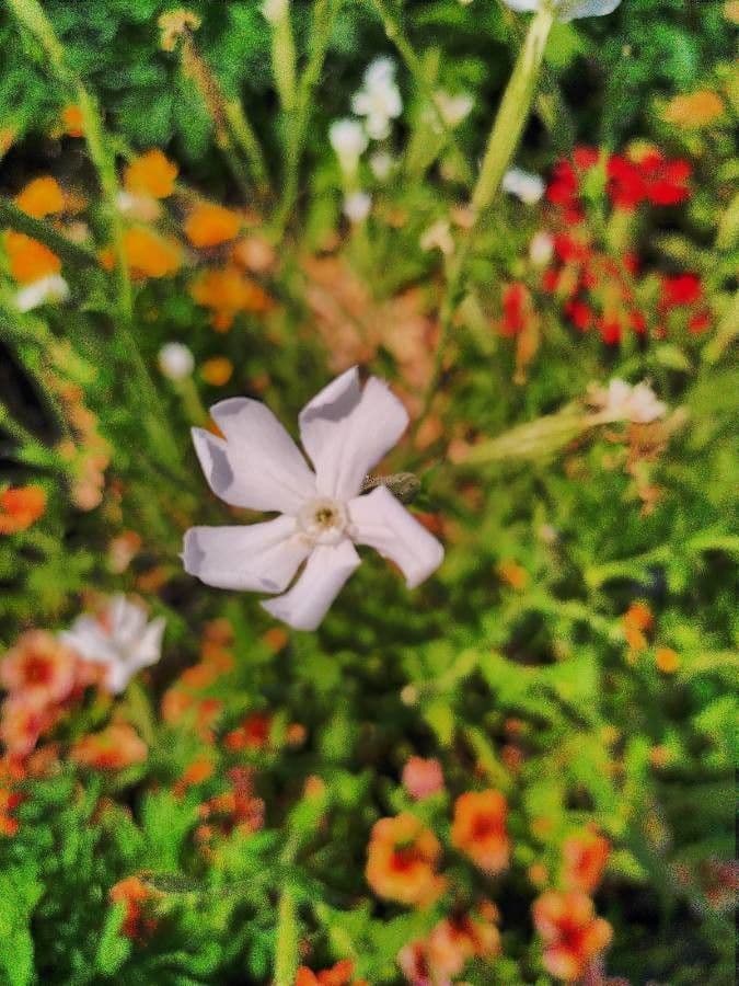 Silene 4
