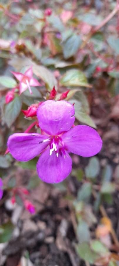 Centradenia