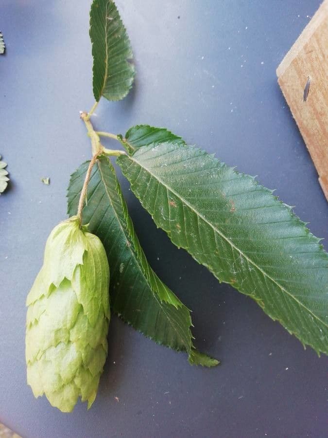 Carpinus japonica 4