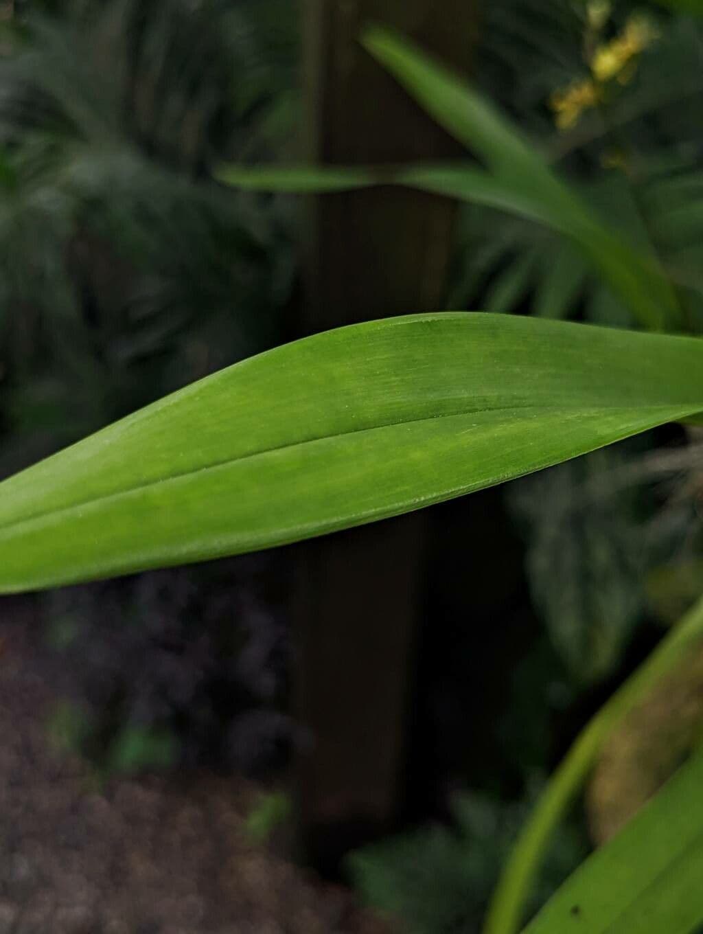 Oncidium sphacelatum 14