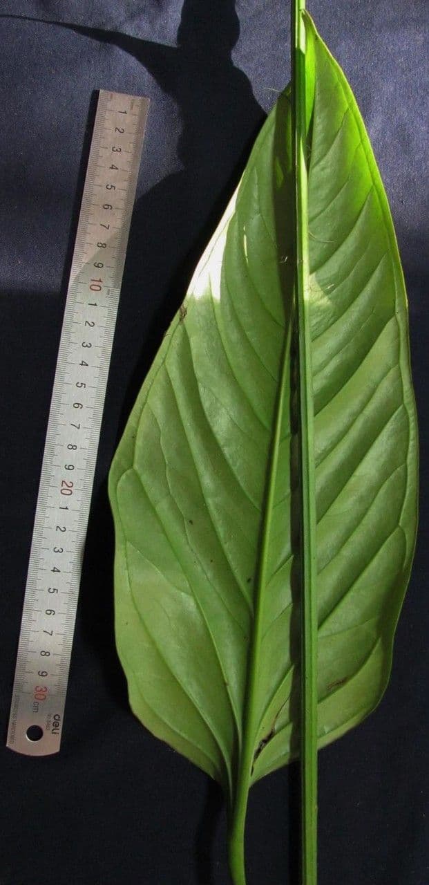 Anthurium 3