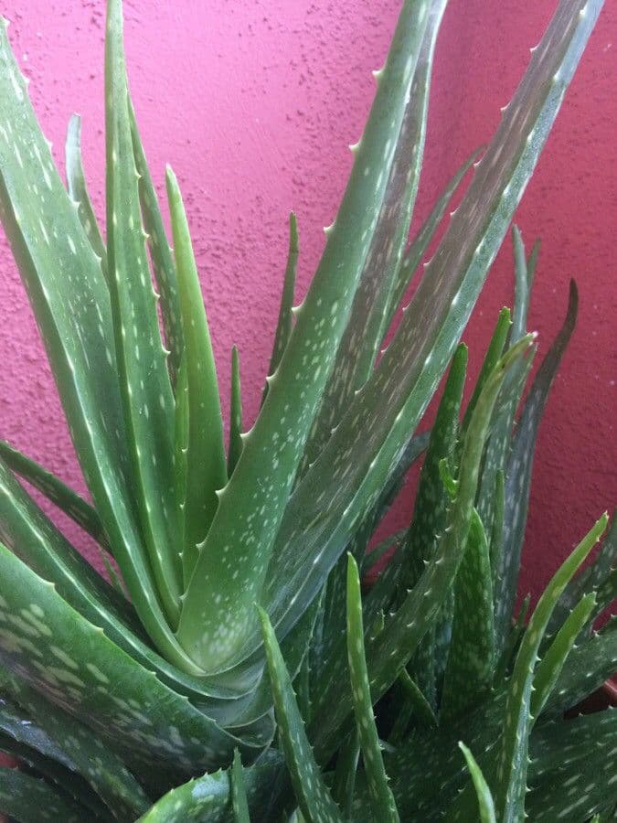 Aloe vera 30