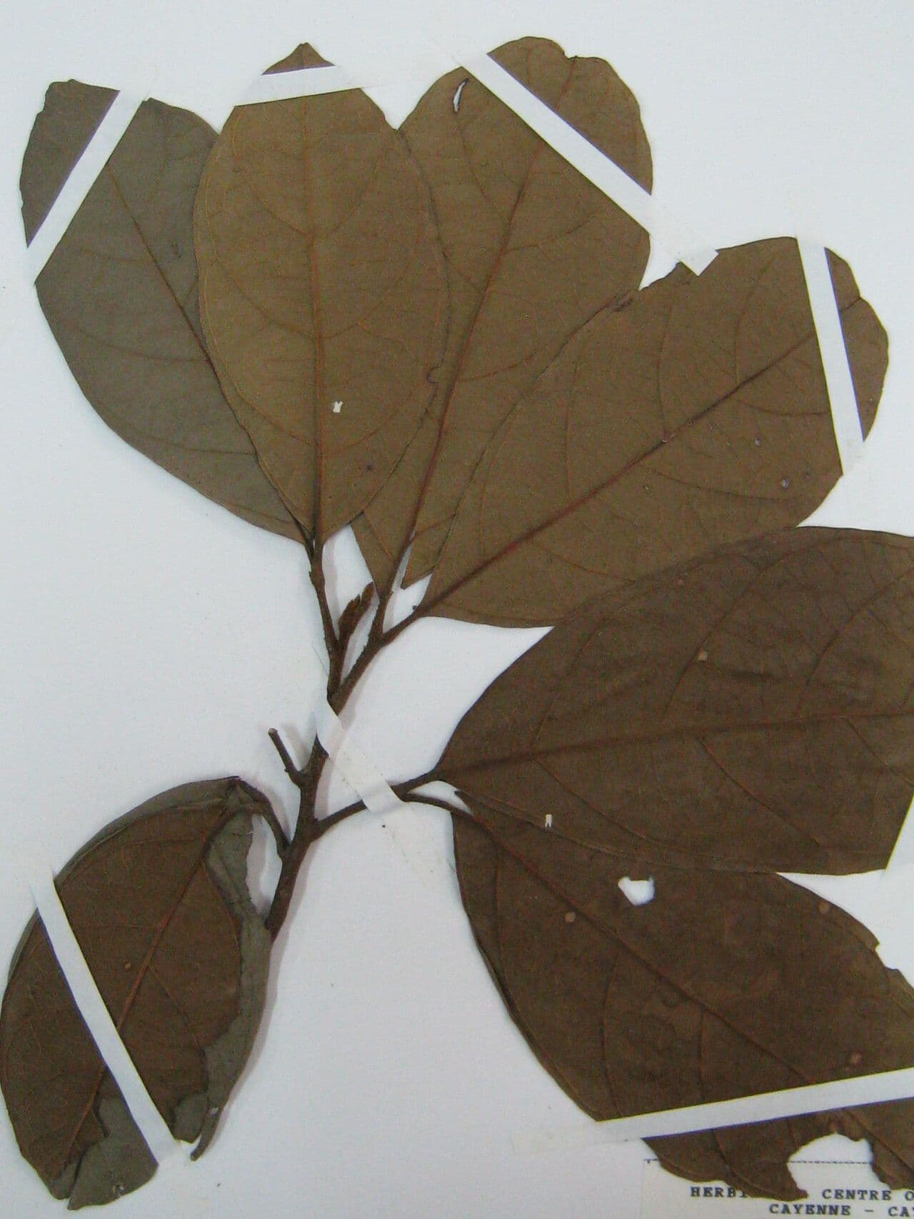 Cupania 2