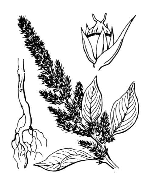 Amaranto ibrido 27