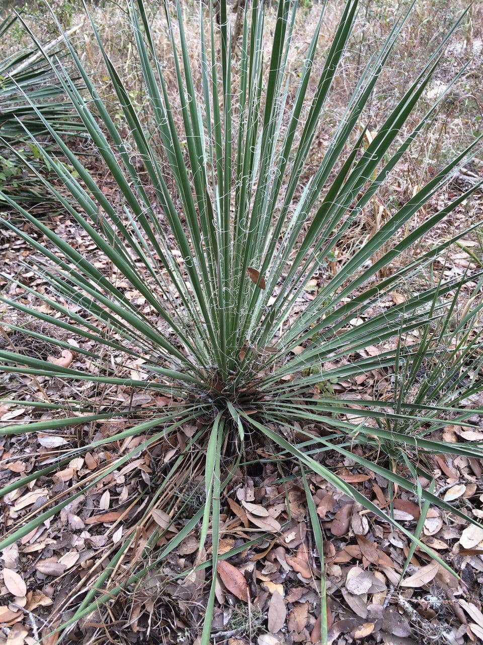 Yuca stretta 6
