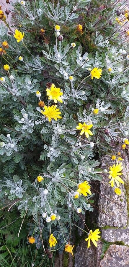 Euryops 10