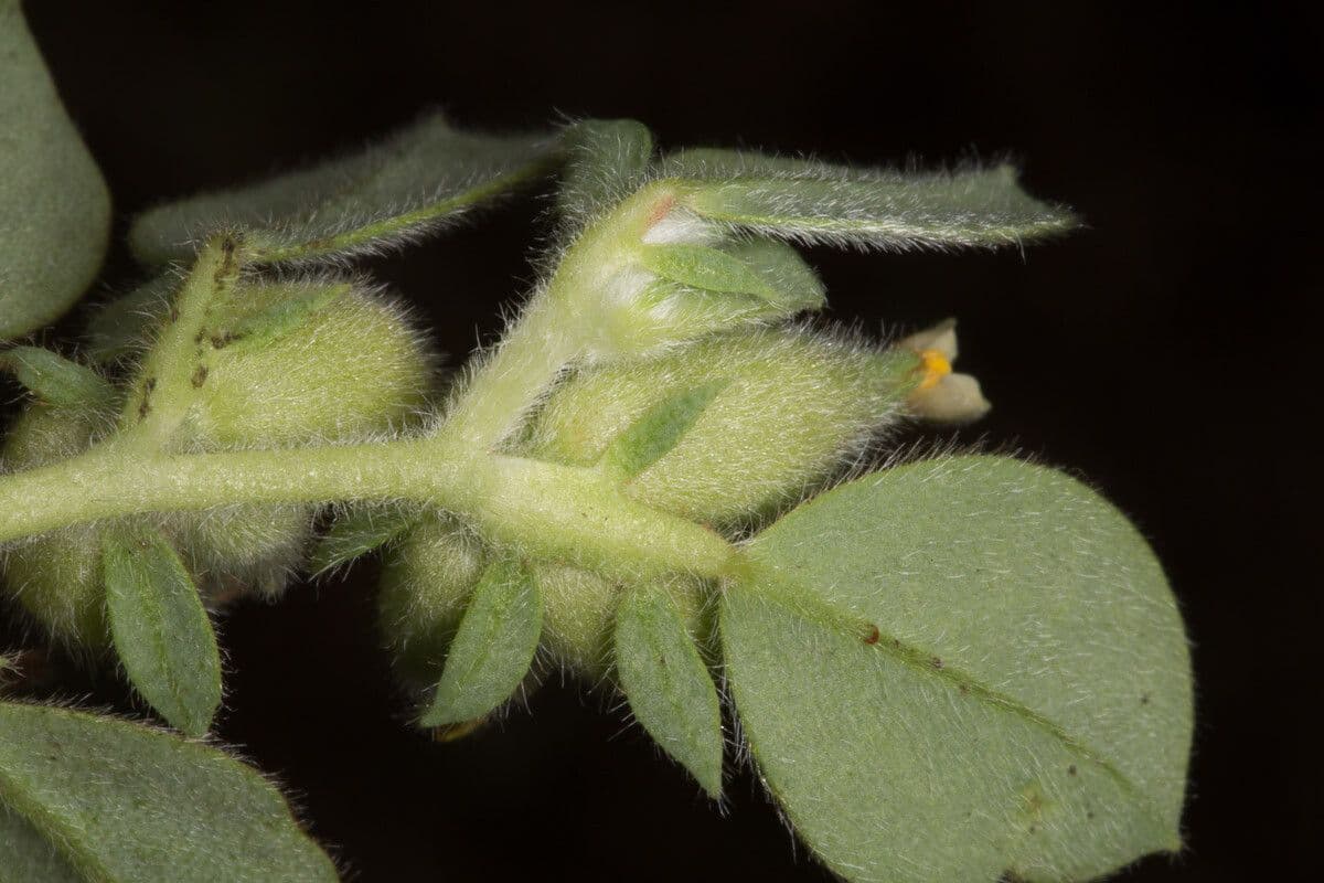 Tripodion tetraphyllum 22