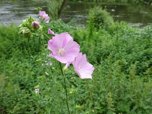 Malva moscata 10