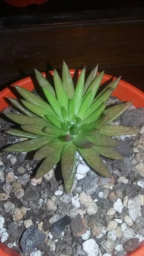 Orostachys giapponese 10