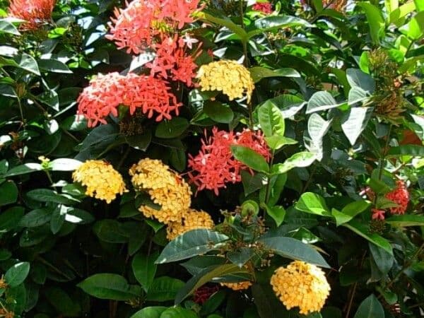 Ixora 14
