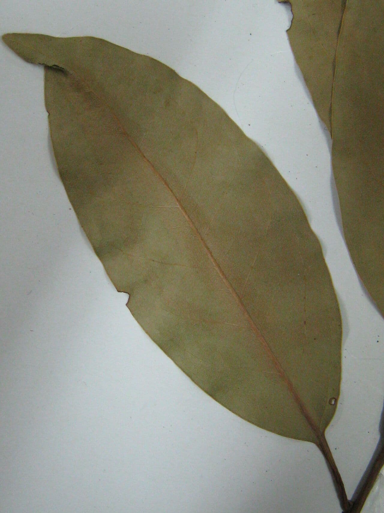 Cryptocarya 4