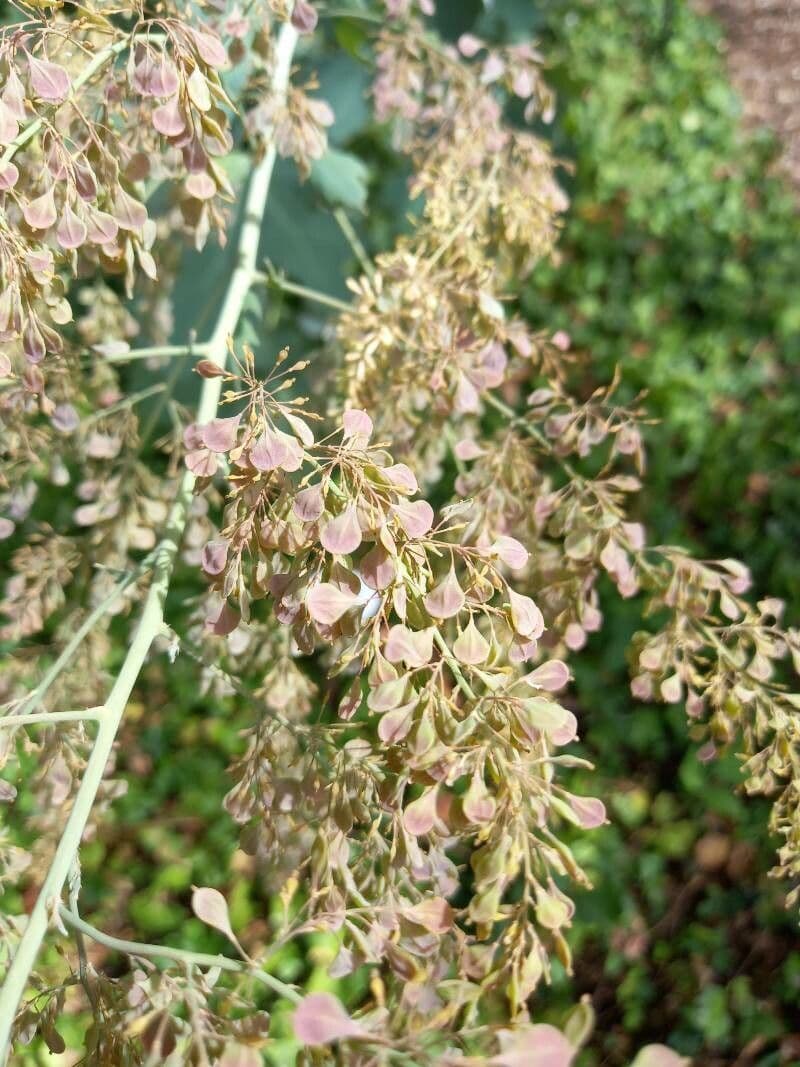 Macleaya 4