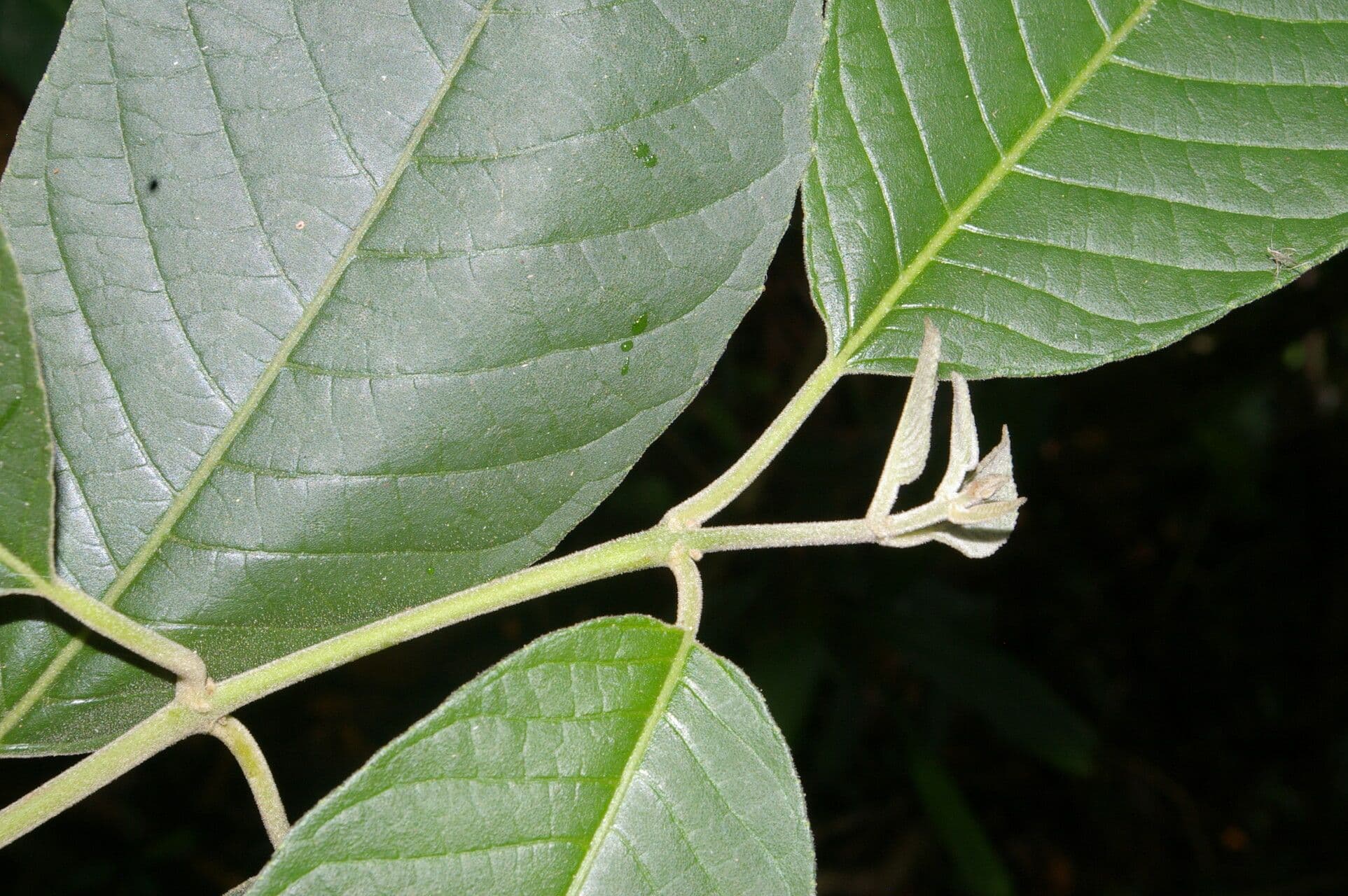 Siparuna gesnerioides 7