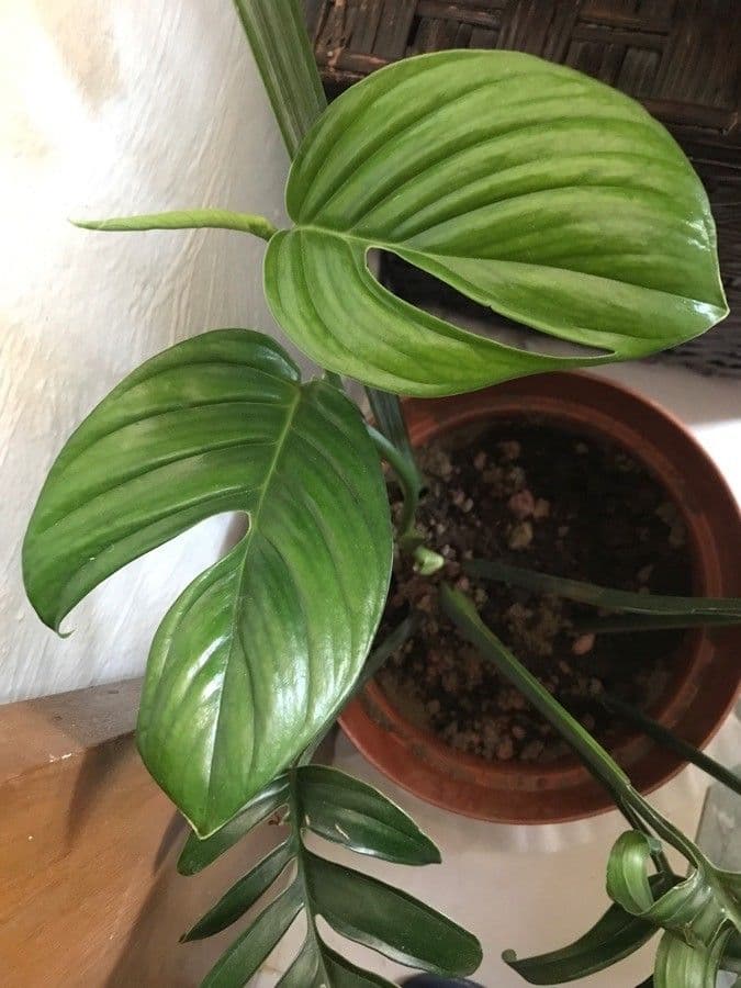 Monstera péřodílná 2