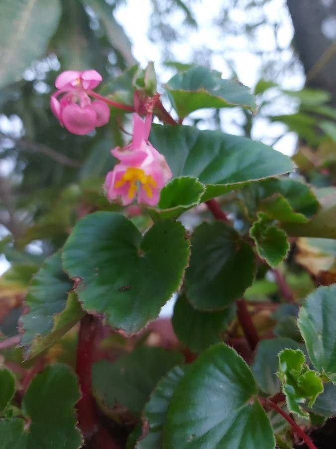 Begonia 7