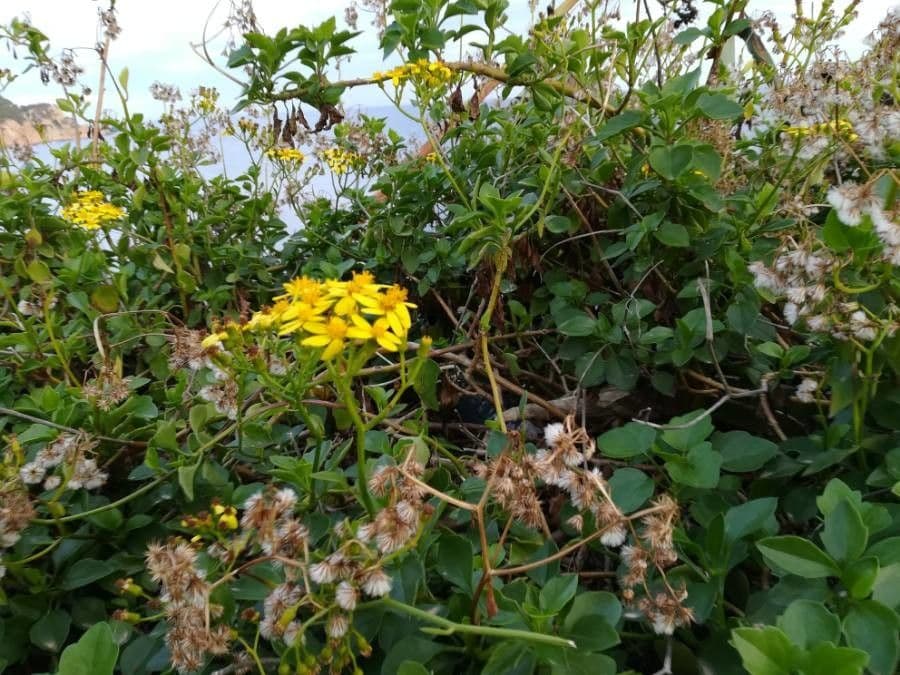 Delairea odorata 4
