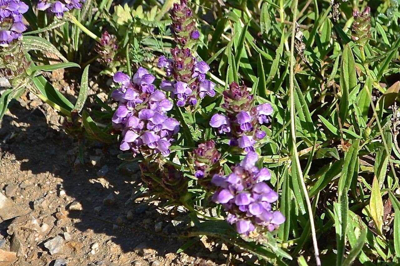 Prunella 6