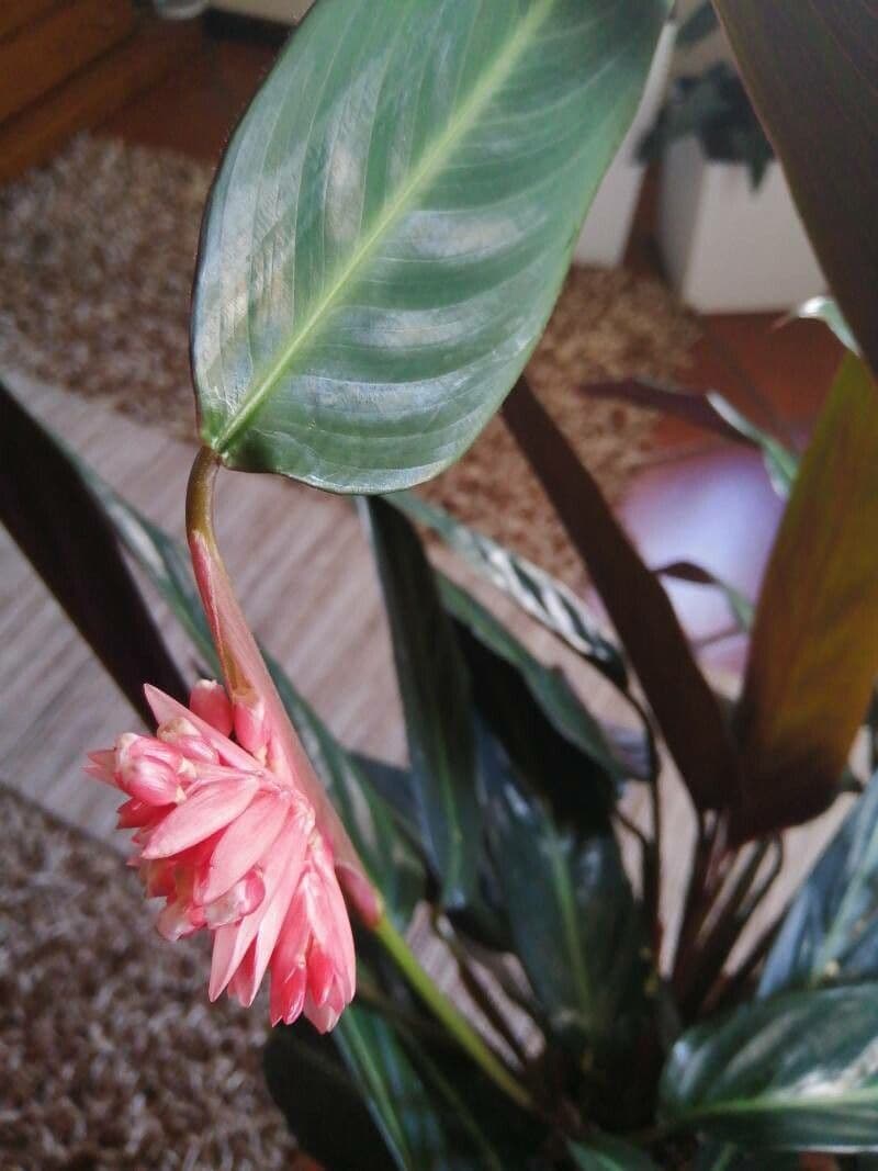 Ctenanthe 5