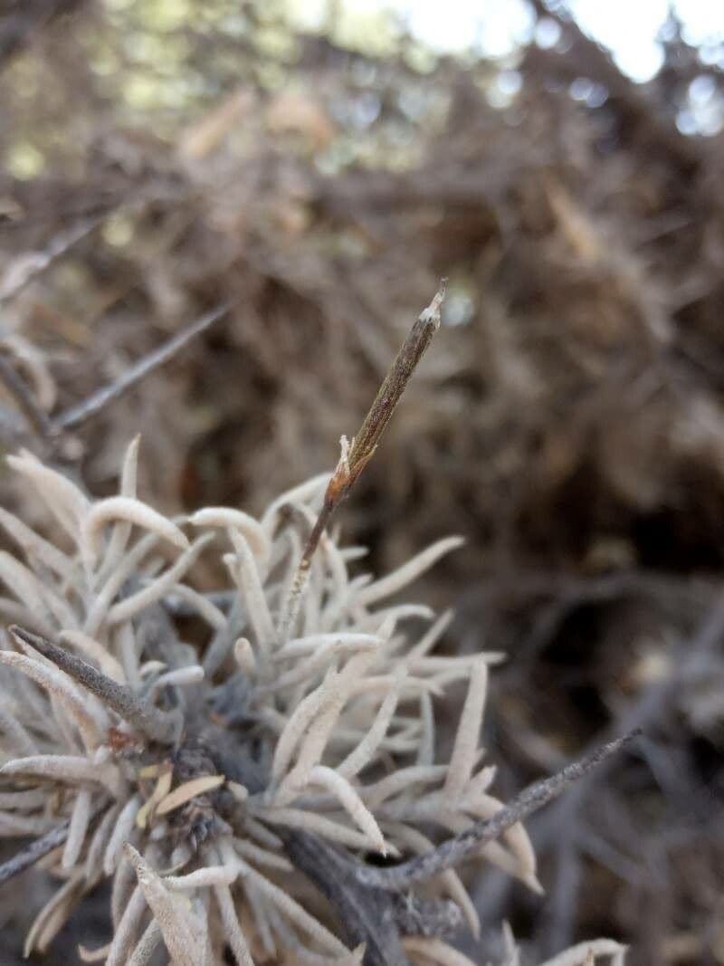 Tillandsia