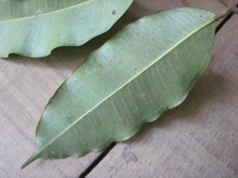Brosimum rubescens 3