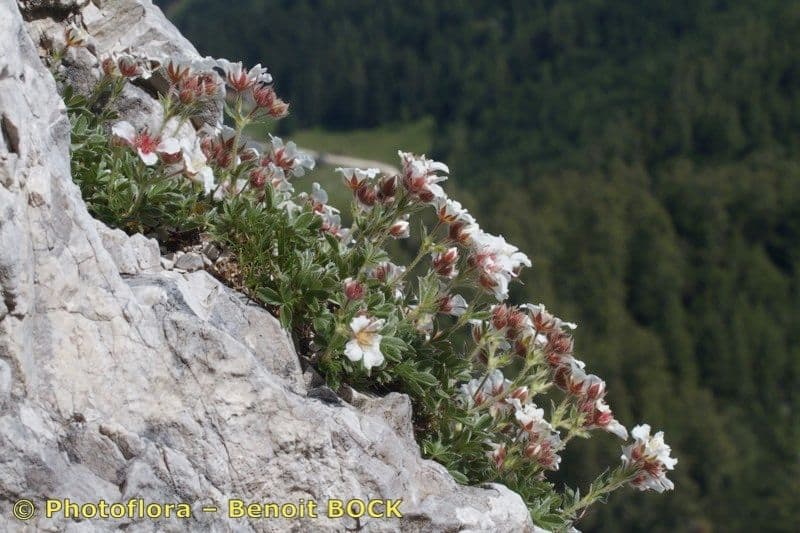 Mochna Clusiova 10