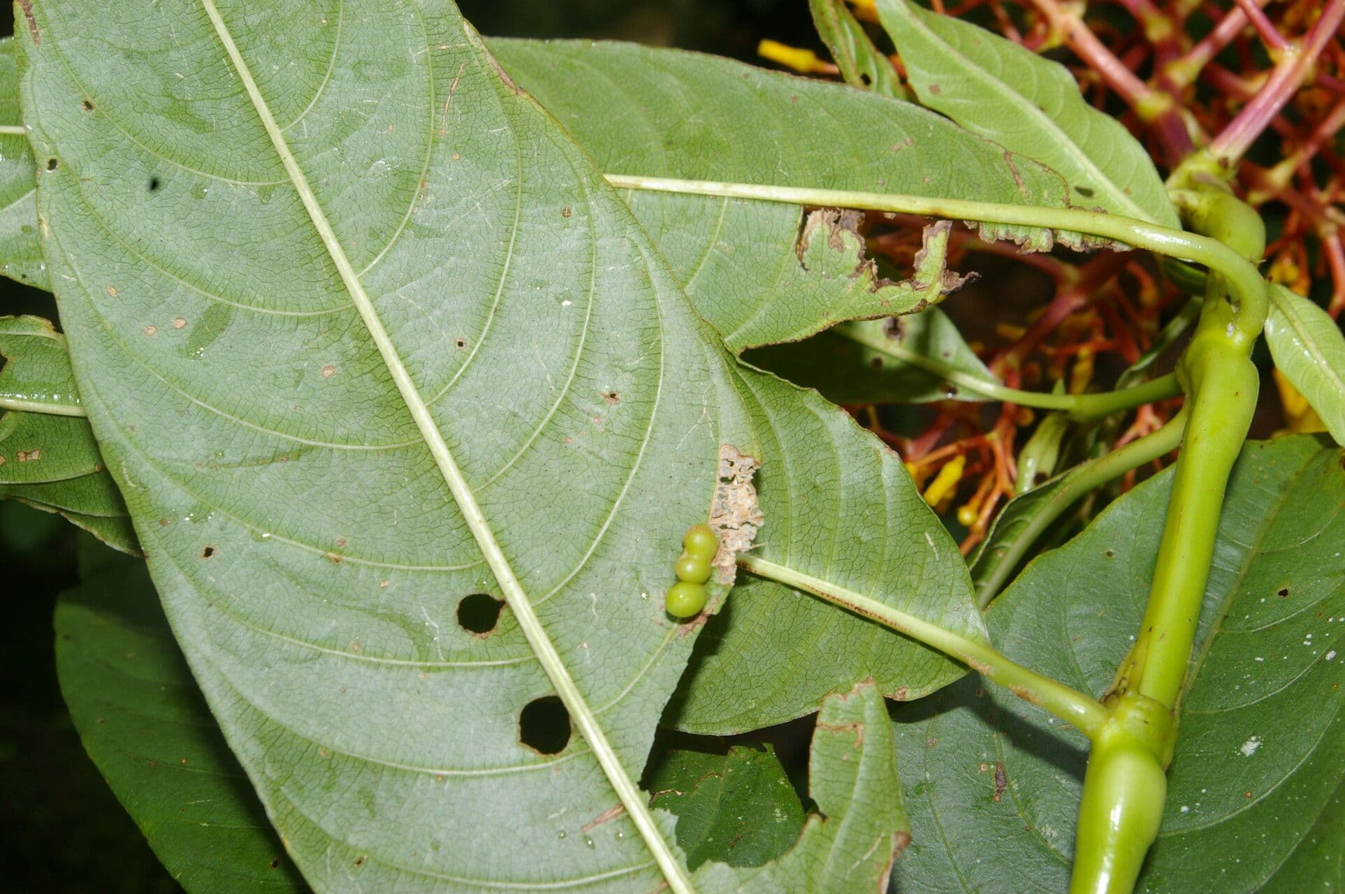 Palicourea padifolia 5