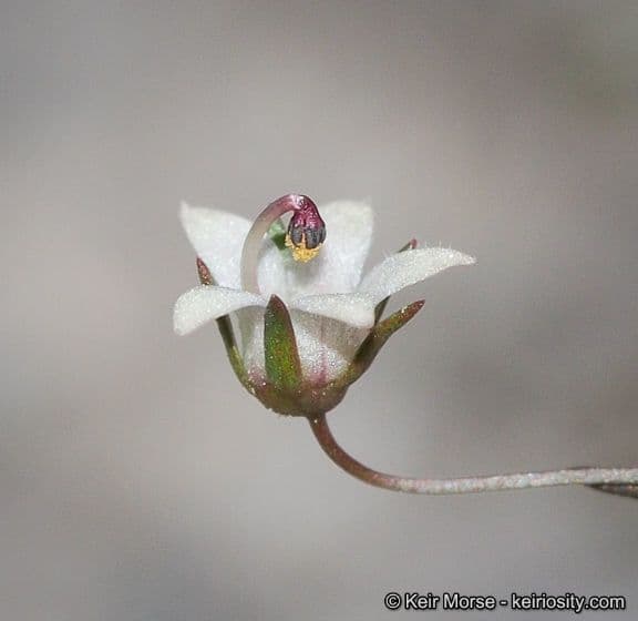 Nemacladus ghiandolifero 3