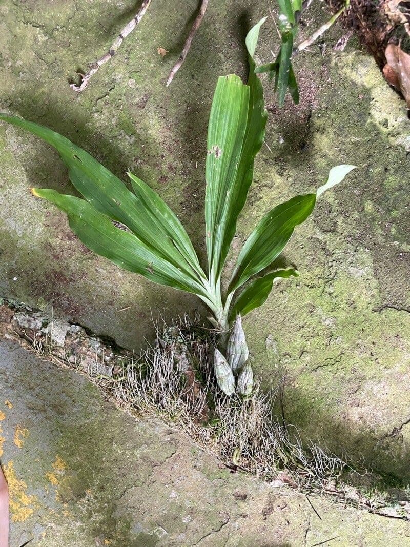 Catasetum maculato 26