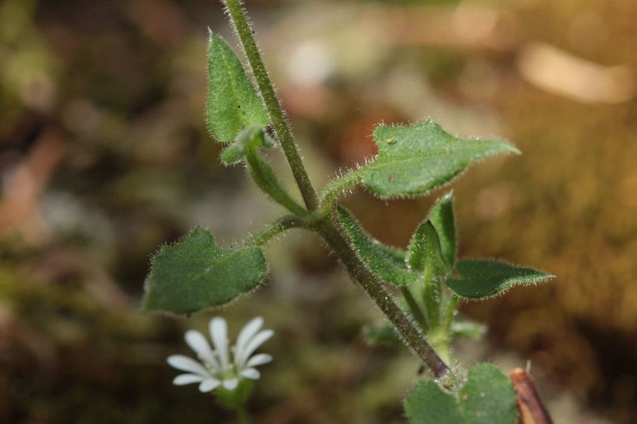 Stellaria cuspidata 9