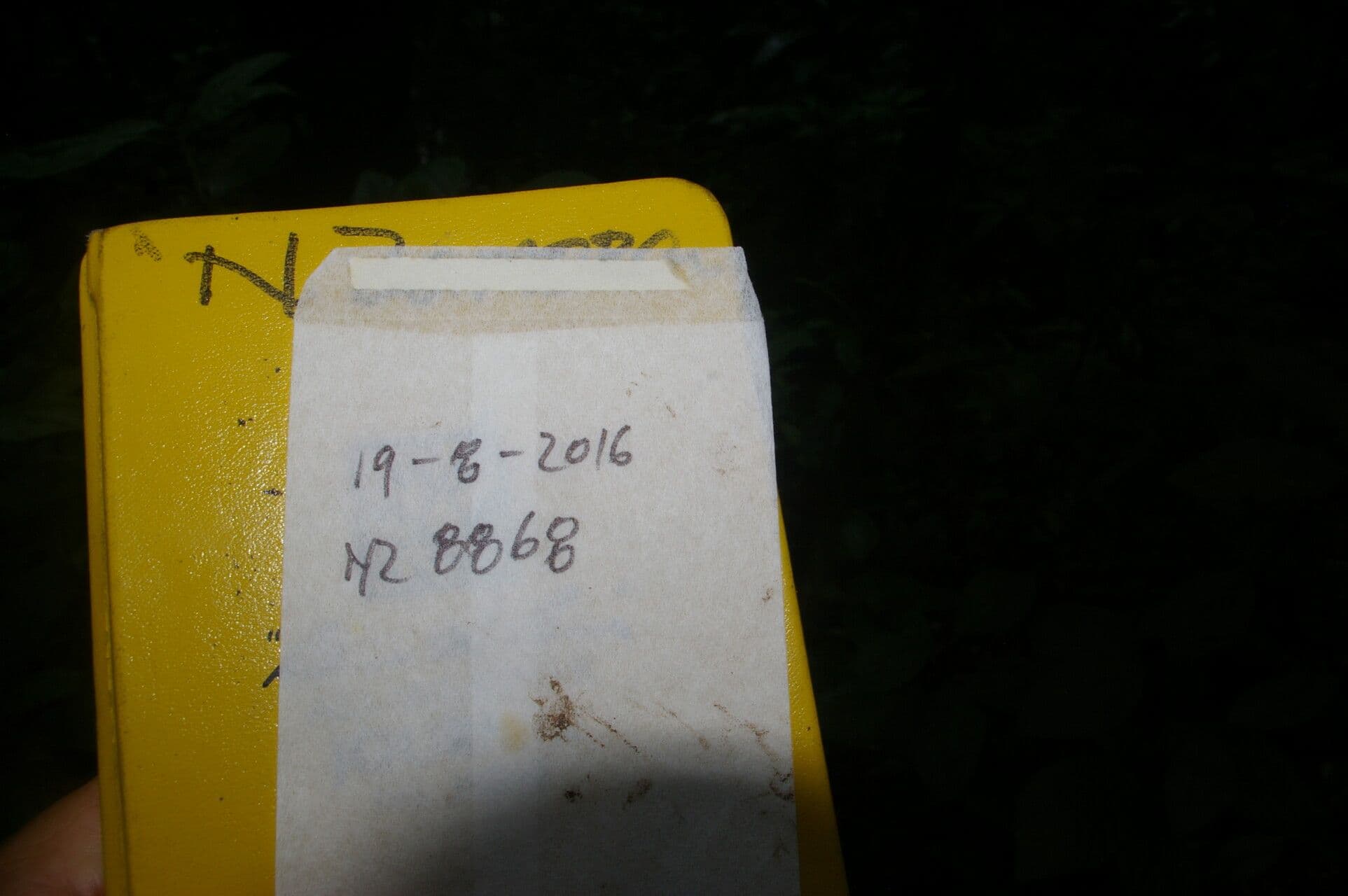 Mosquitoxylum 21