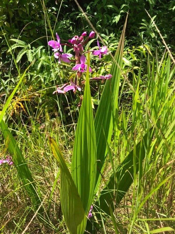 Spathoglottis plicata 6