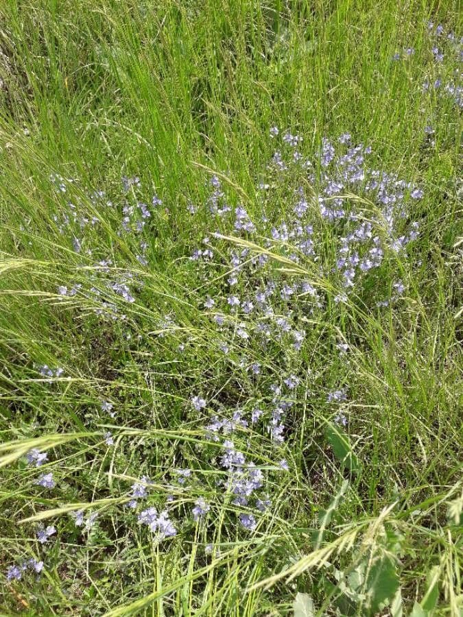 Veronica austriaca 14