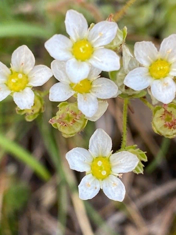Saxifrage paniculée 10