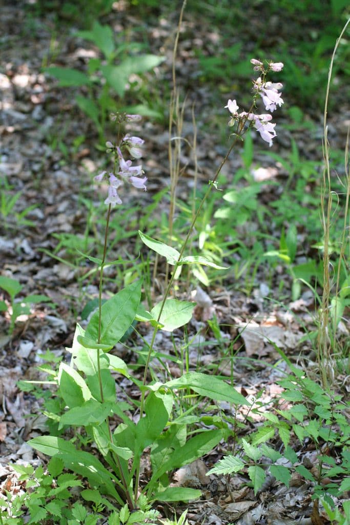 Penstemon 6