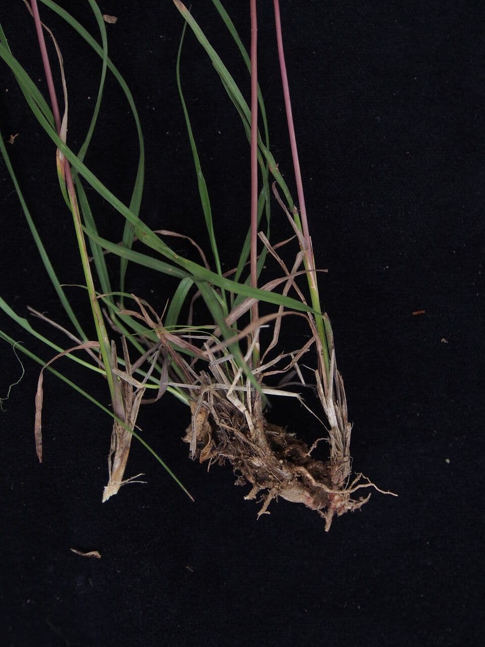 Andropogon 4