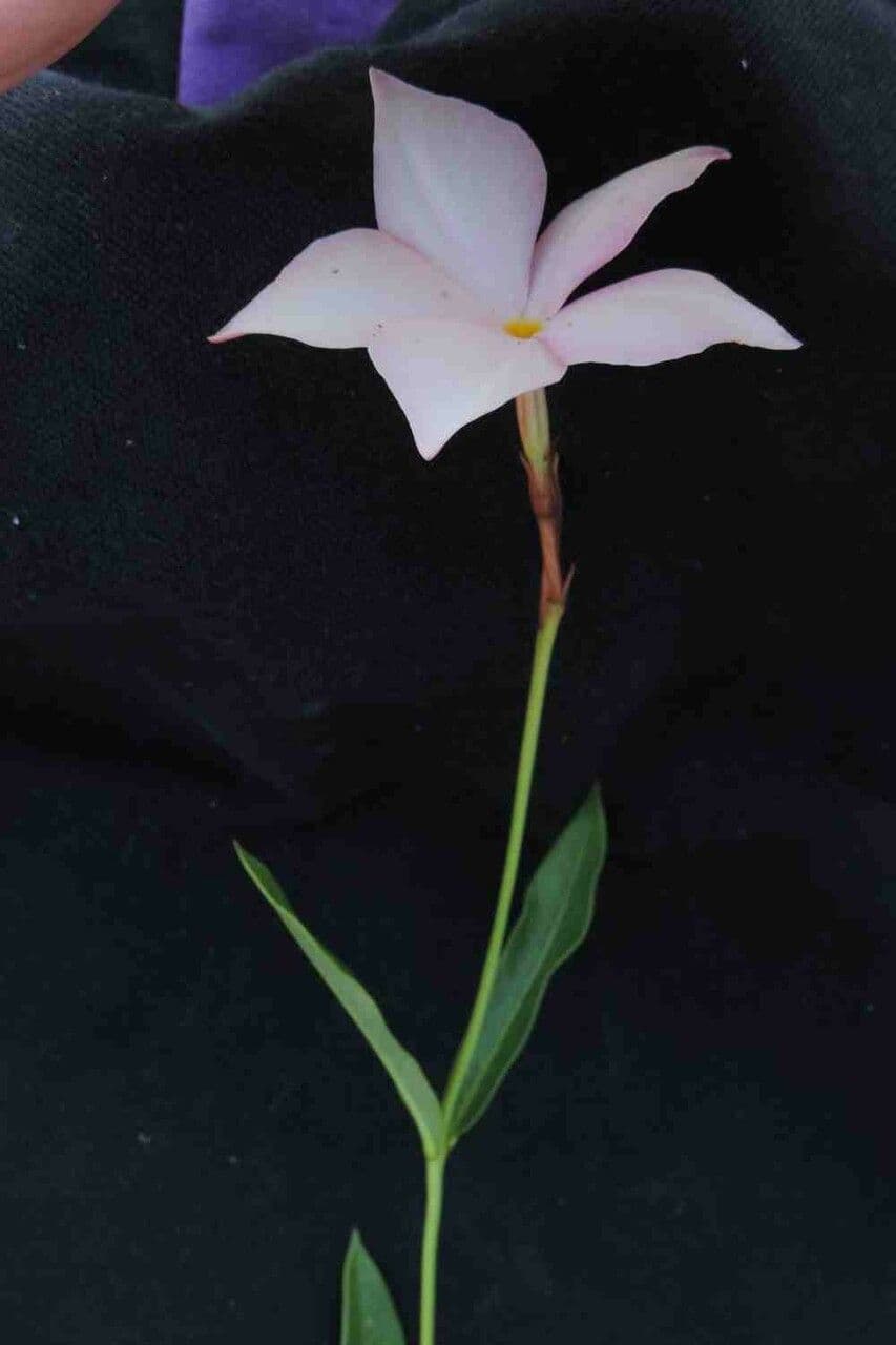 Mandevilla 8
