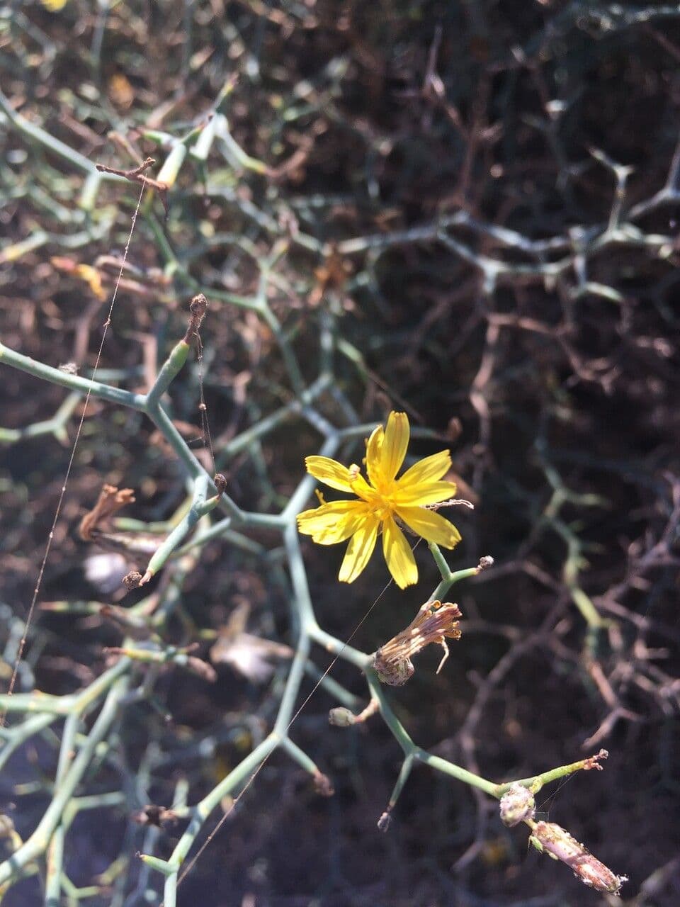 Launaea arborea 10