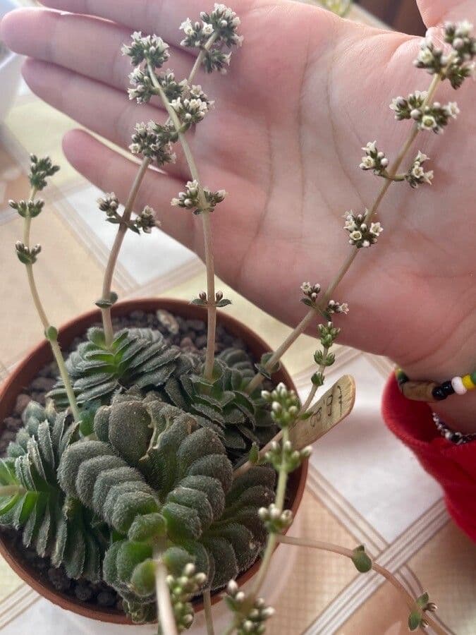 Crassula 7