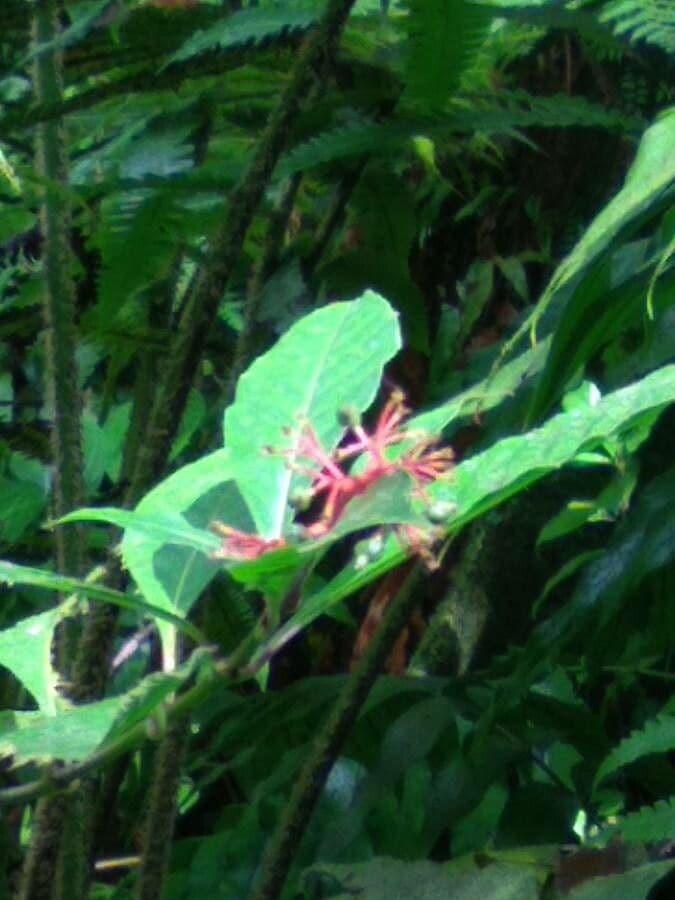 Palicourea crocea 11