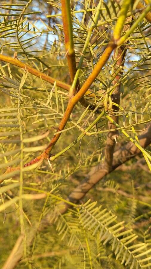 Mimosaceae 10