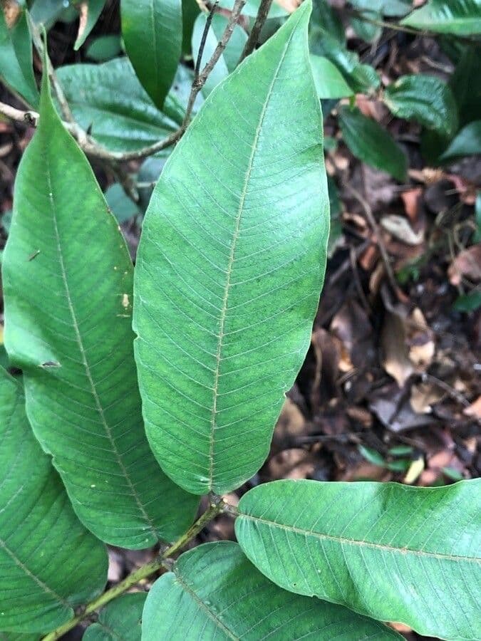 Qualea grandiflora 14