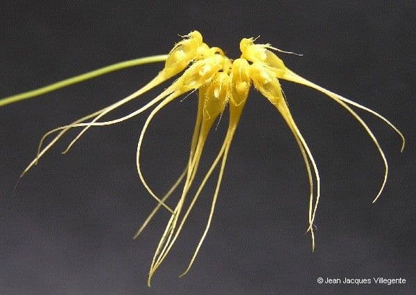 Bulbophyllum 8