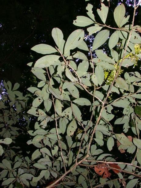 Erythroxylum 7